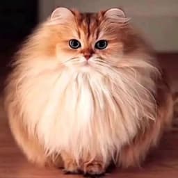 enemykitty