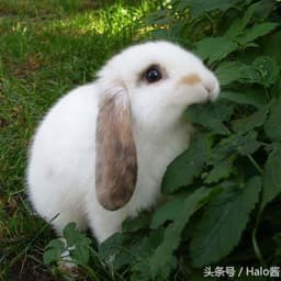 CuteRabbit