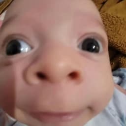 ApeLs1nshik