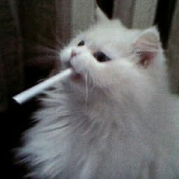Filipochenko