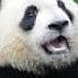 IsraelPanda