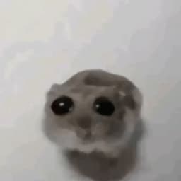 hyraxmaster