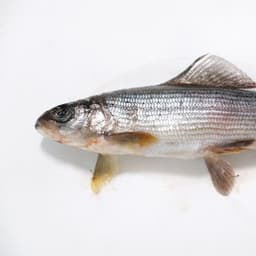pravvlev