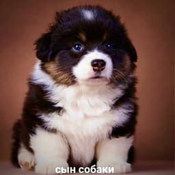 skibidi13_37