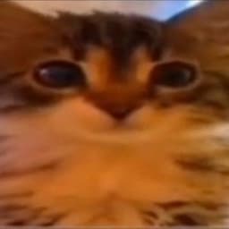 slowpokeface