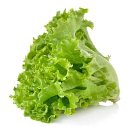 lettuce48