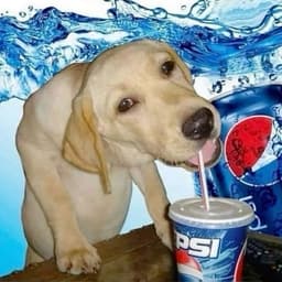 DRlNKPEPSl