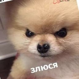 Apel7inchik