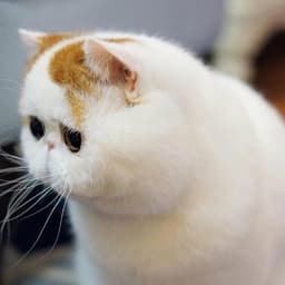 MontyRU
