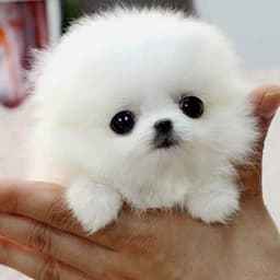 Buubbii