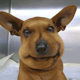 bodoba