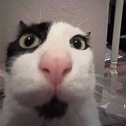 Mr_Pe1mewka