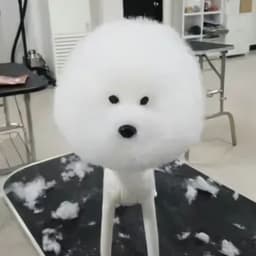 IcyFrostee