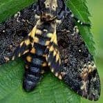 Moth