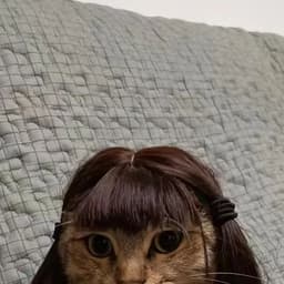 danizzi