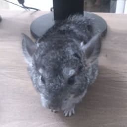 ShyWhyShila