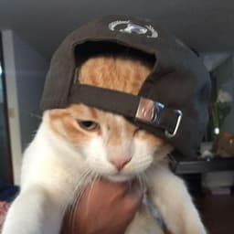 STEzIIIX