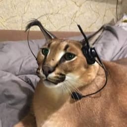 mamboJke