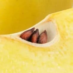 Perchik