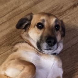 barabaraa