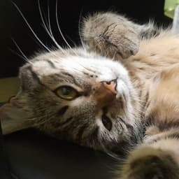 Voxiemeow