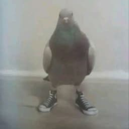 k0rv1n8