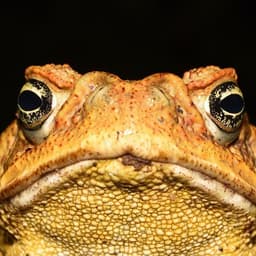 Toad_-
