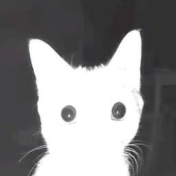IIllIIlllI