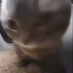 chipi-chap