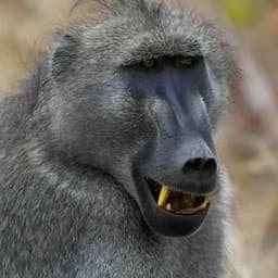 LilkaBolka