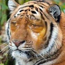 cutelion