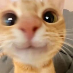 -Mani3k-