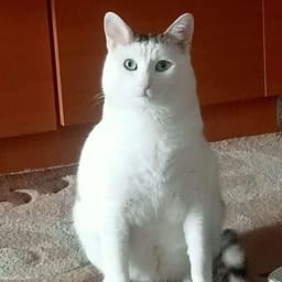 tubrefffffff