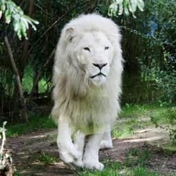 Leon_Blanco