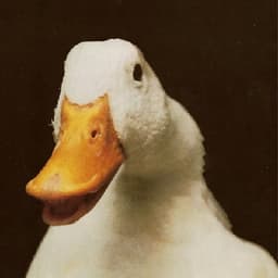 DuckSmoking