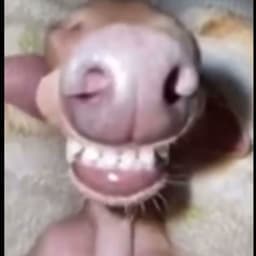 Rapex_