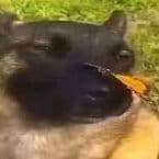 sapf1rebtw
