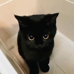 nezzzie