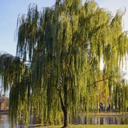 WeepN_Willow