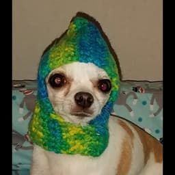 Dogewithhat