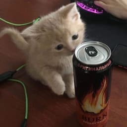 VINDYSs