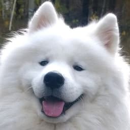 _nok1