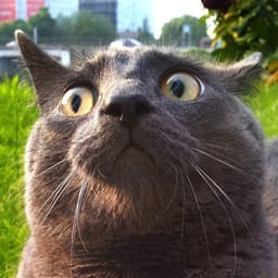 petpetmaoo