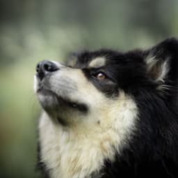 Sniff_