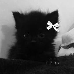 Pornyshkkka