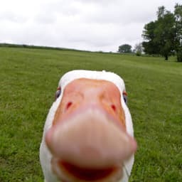 zxcGooSe_9