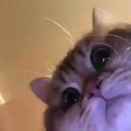 GersonMD