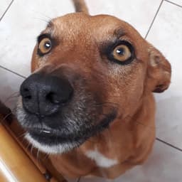 dderagod
