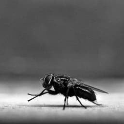 TheFly66