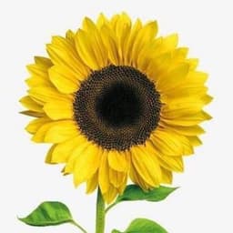 sunfl0w3r-